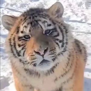 Meet your Posher, Da